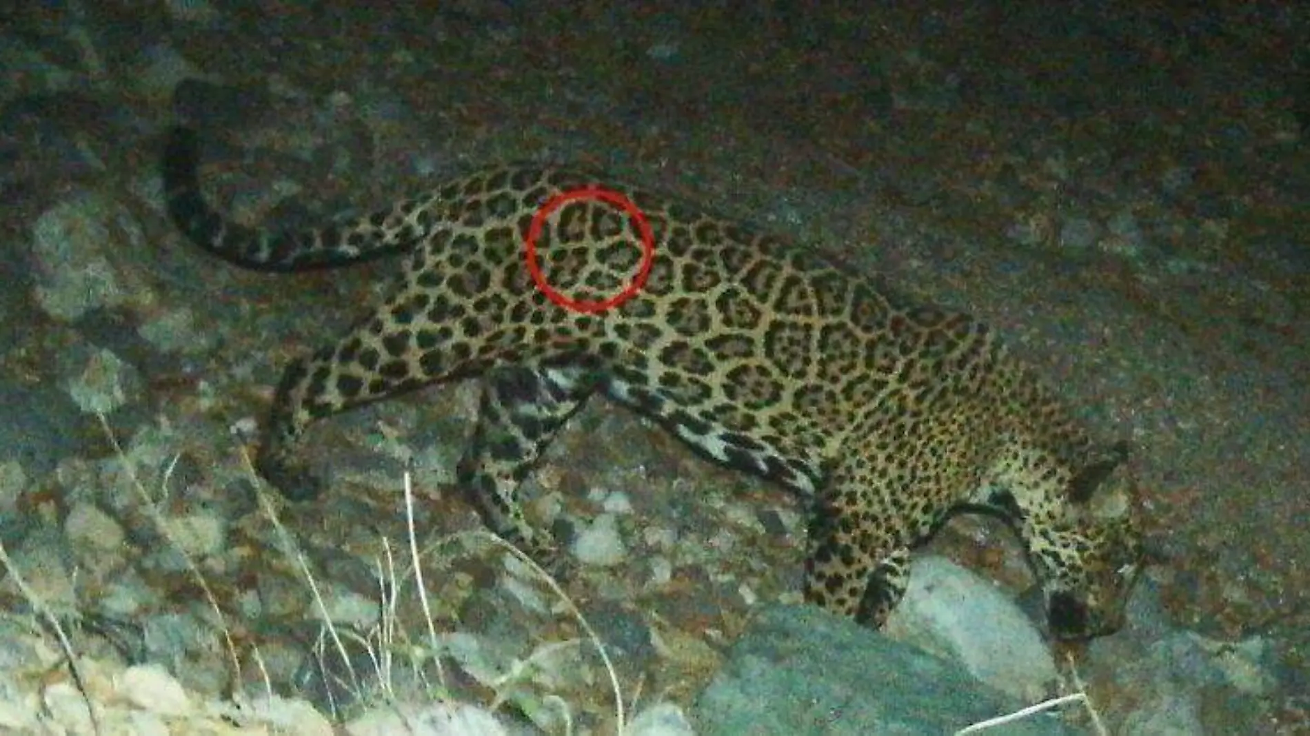 El jaguar fue hallado en Sonora